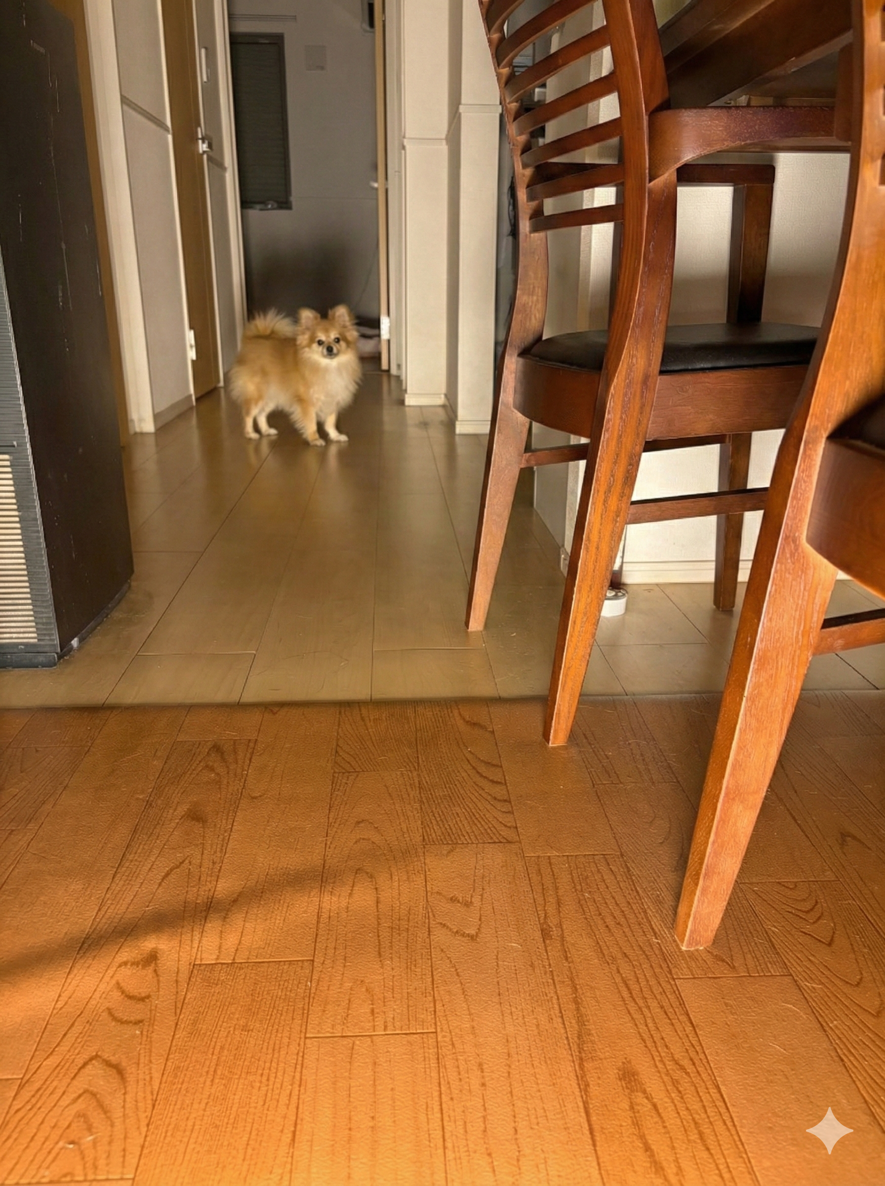 トトノエライト光量